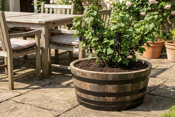Blackcurrent bush in rustic barrel planter