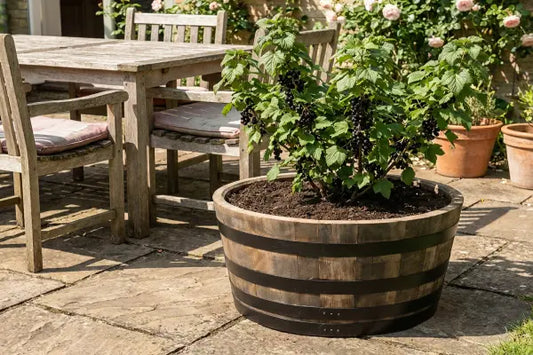 Blackcurrent bush in rustic barrel planter