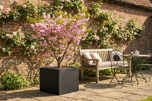 Cherry tree in blossom on a patio in a black square planter