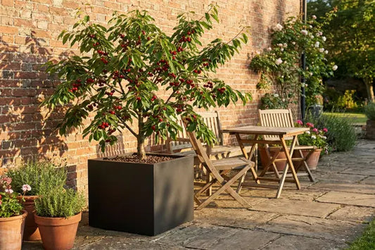 Fruiting cherry tree in black planter on patio