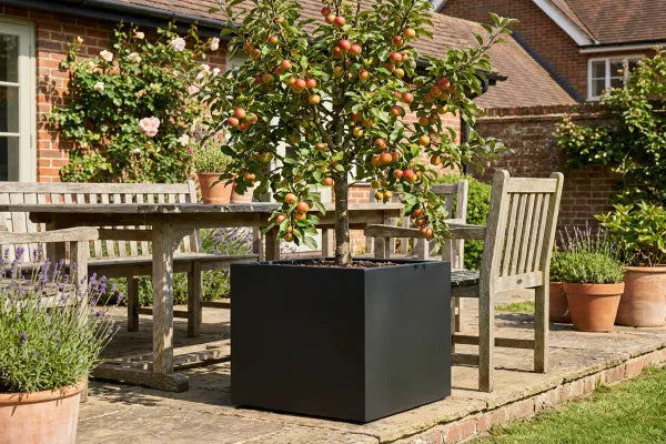 Crabapple tree in black zinc square planter