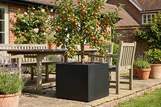 Crabapple tree in black zinc square planter