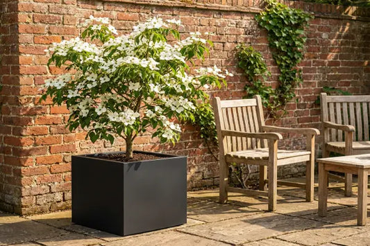 Dogwood tree in flower in square black planter