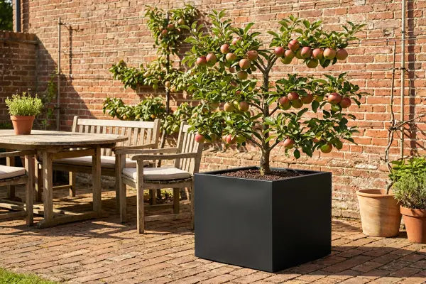 espalier tree in black planter