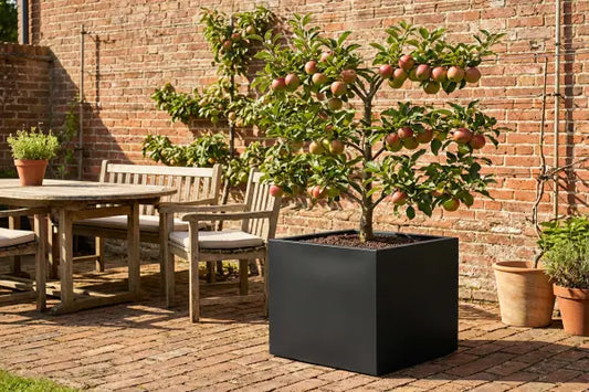 espalier tree in black planter
