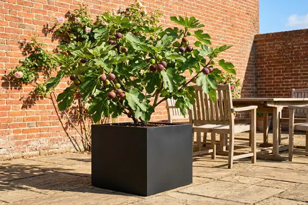 Fig tree in black planter