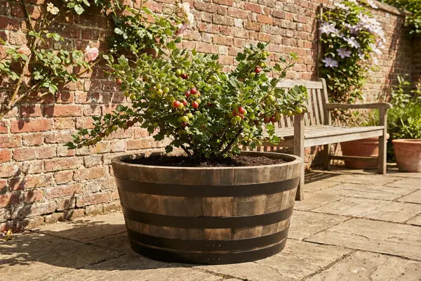 Growing Gooseberries in Containers: Choosing the Perfect Pot for a Bountiful Harvest