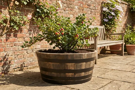 Growing Gooseberries in Containers: Choosing the Perfect Pot for a Bountiful Harvest