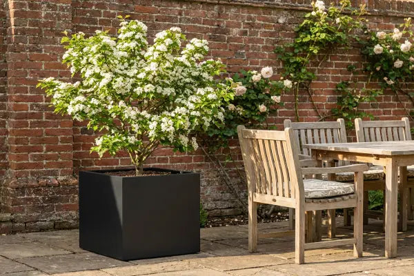 From Hedgerow to Patio: How to Grow Hawthorn Trees in Containers