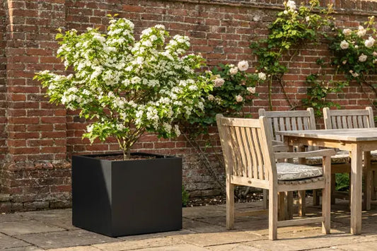 From Hedgerow to Patio: How to Grow Hawthorn Trees in Containers