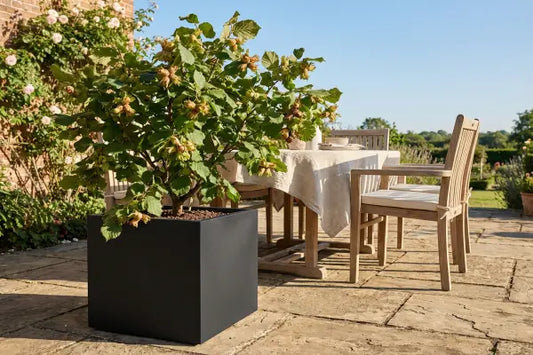 Hazelnut tree in large square black planter on patio