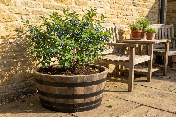 Better Than Blueberries: How to Grow Honeyberries in Containers