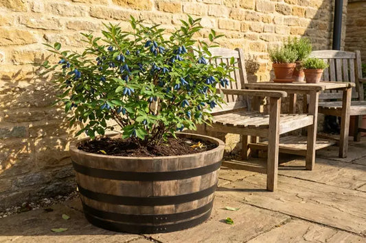 Better Than Blueberries: How to Grow Honeyberries in Containers