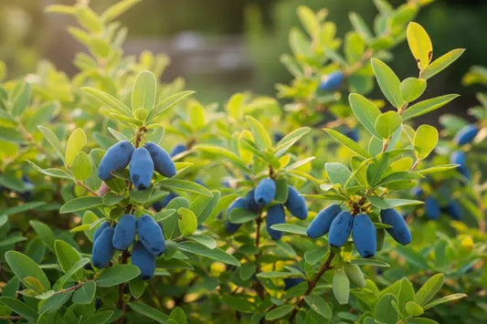 The Ultimate Guide to Growing Honeyberries in British Gardens