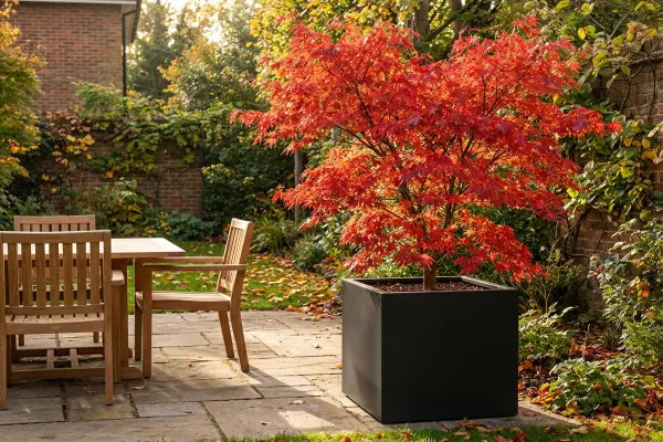 Japanese Maple in square black planter on patio