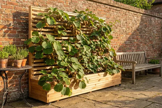 Kiwi plant growing up a trellis planter