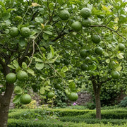 Growing Limes in the UK: A Guide to Varieties, Containers and Care