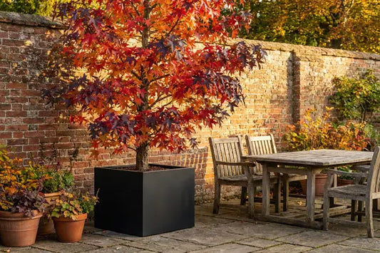 Liquidamber tree in black square planter