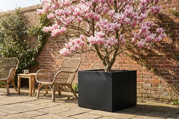 Small Gardens, Grand Blooms: How to Grow Magnolias in Containers