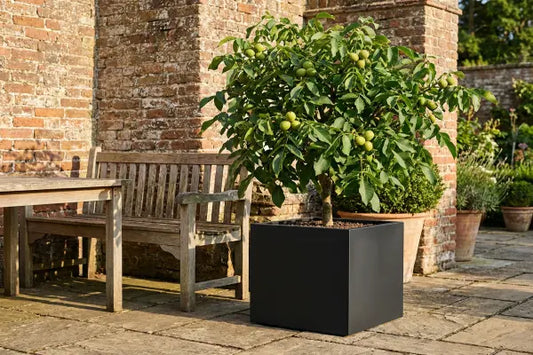 Nut tree in black square planter