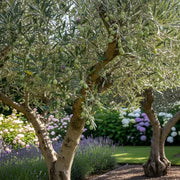 A Guide to Growing Olive Trees in the British Climate