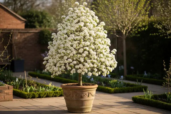 Styling and Curating Patio Trees in Planters: Variety, Location and Planter