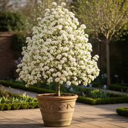 Styling and Curating Patio Trees in Planters: Variety, Location and Planter