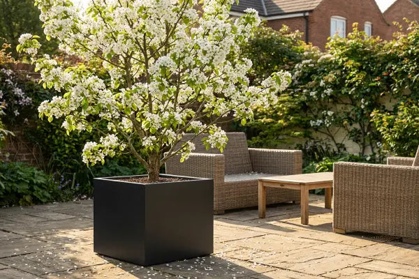 ornamental pear tree in container