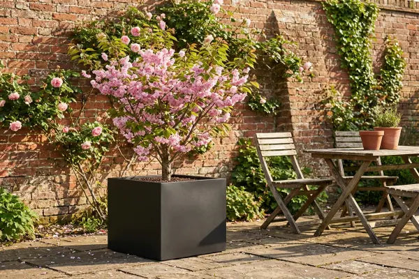 Flowering cherry in black planter.