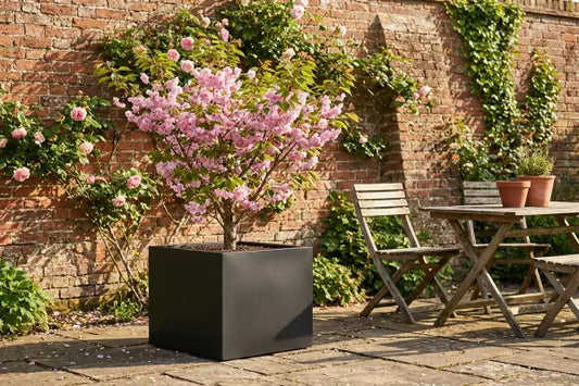 Flowering cherry in black planter.