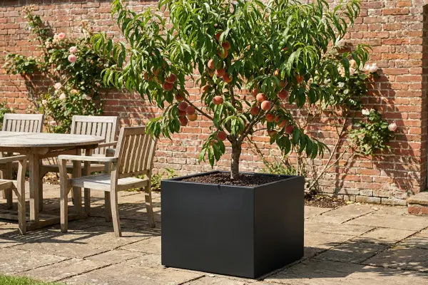 peach tree in black square planter