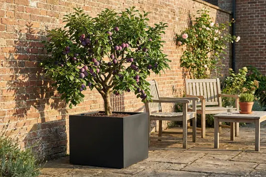 Plum tree in black square planter