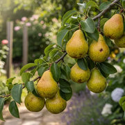A Guide to Growing Ornamental and Edible Pears in British Gardens