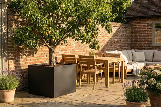 Pear (pyrus) tree in black planter.