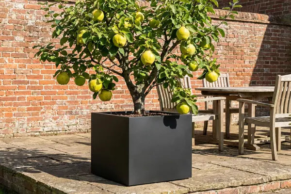 Quince tree in black square planter