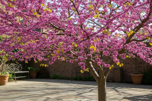 Small Space, Big Impact: How to Grow Redbud Trees in Containers