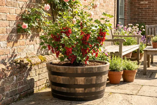 Redcurrant bush in barrel planter
