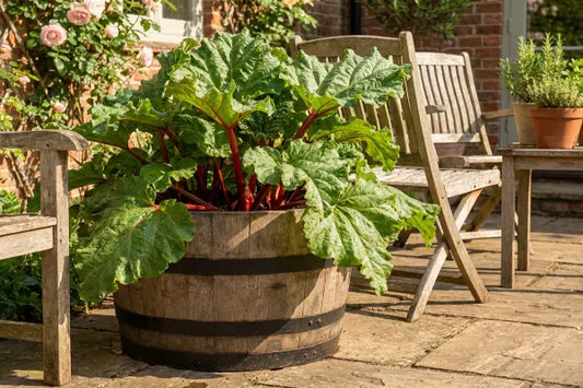 Rhubarb in barrel planter