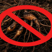 a close up of root rot with a prohibition sign