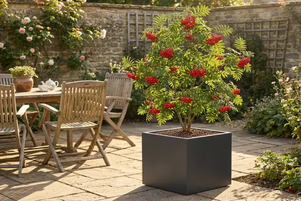 Rowan Tree in Black Planter