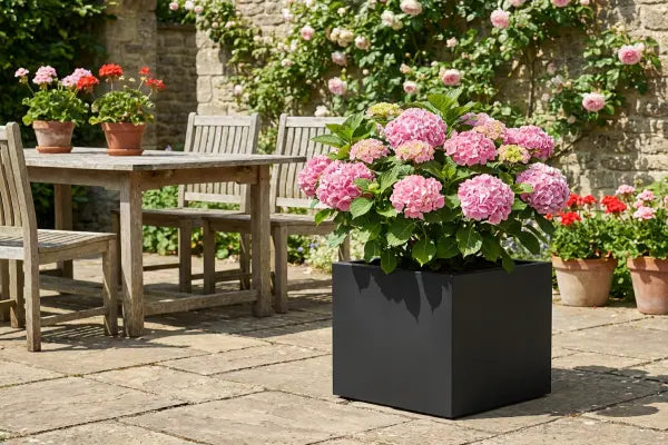 Shrub in planter on patio