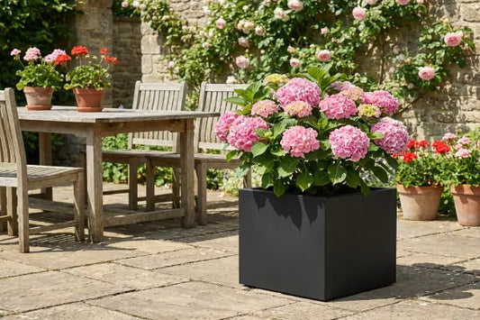 Shrub in planter on patio