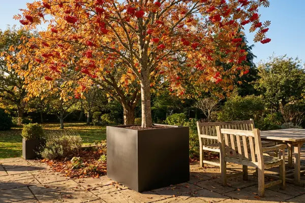 Large Ornamental Tree on a Patio. The tree is in a large black square planter.