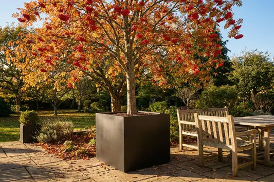 Large Ornamental Tree on a Patio. The tree is in a large black square planter.