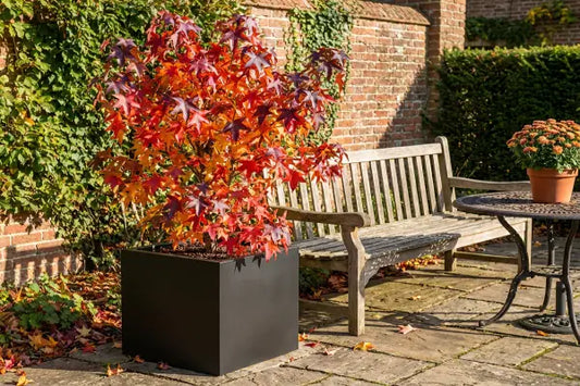 Sweetgum tree in black planter