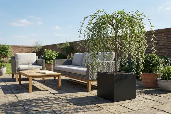 Willow tree in black square planter on patio