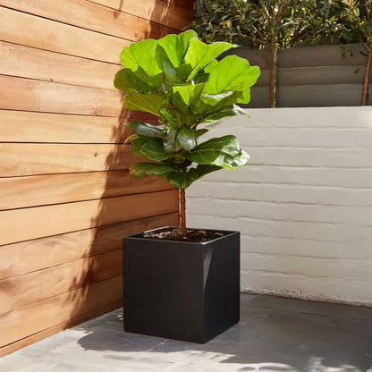 #30cm(L) x 30cm(W) x 30cm(H)
#Black
#With Liner
#No Liner