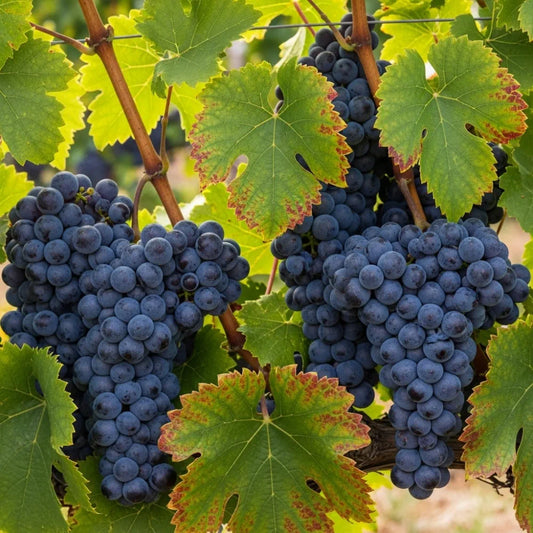 3ft Pinot Noir' Grape Vine | Outdoor | 3L Pot