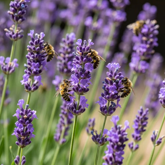 English Lavender | Lavandula angustifolia | 3 x 9cm Pot