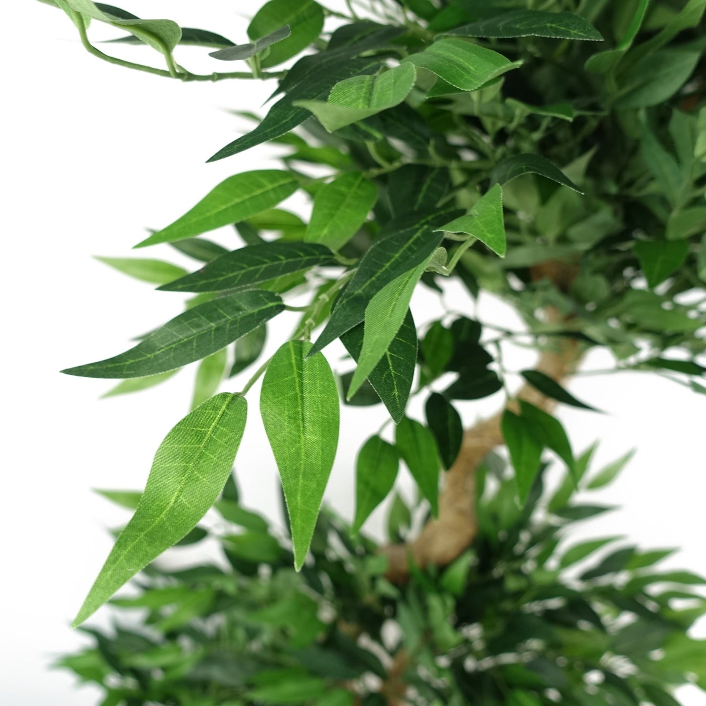 160cm Ruscus Double Twist Trunk Natural Look Japanese Tree